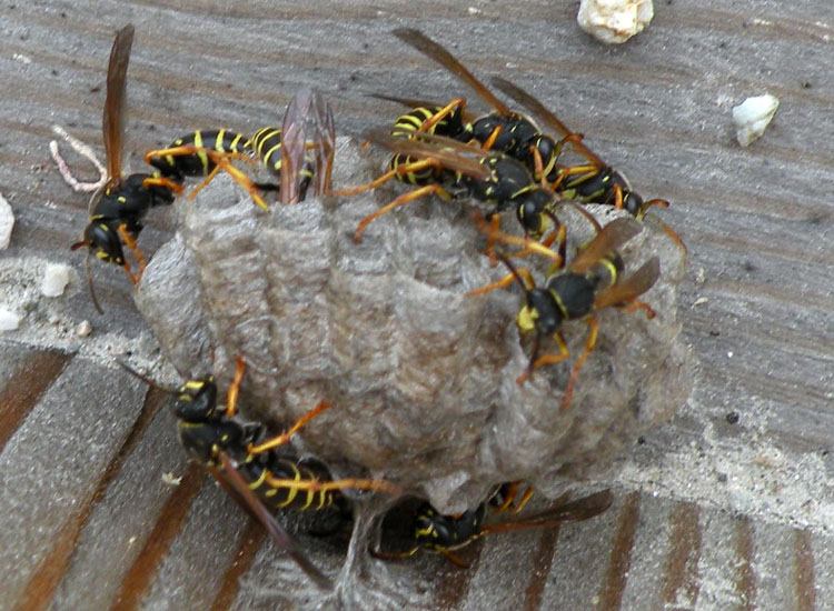 Quattro Polistes di specie diverse